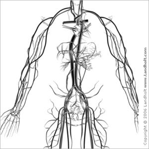 Georgia Varicose Veins - Treating Varicose & Spider Veins In San Diego