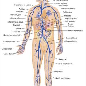 Varicose Term - Sclerotherapy Vein Treatment - Explained